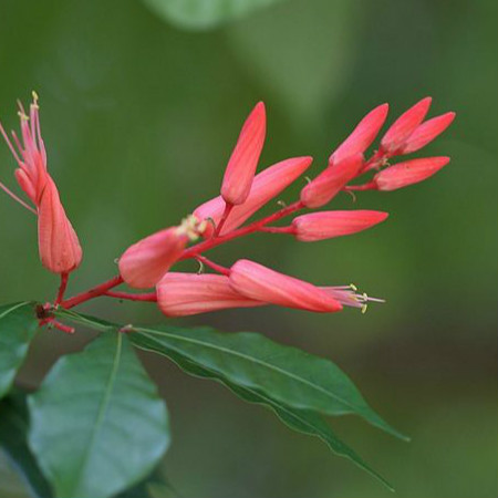 红雀珊瑚的换盆方法和时间