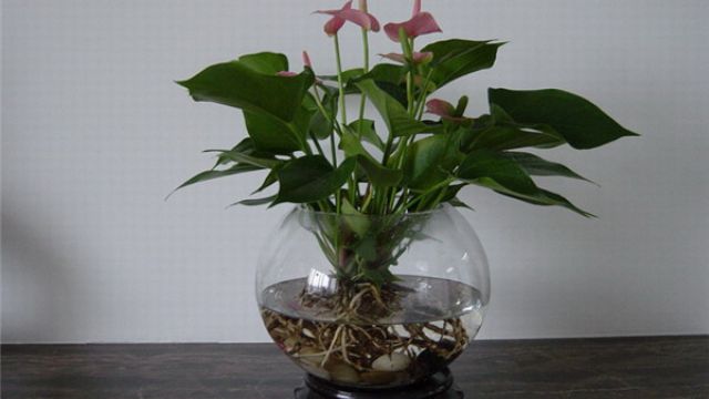 粉掌怎么水培粉掌水养步骤及水培注意事项(粉掌水培可以加点什么好)