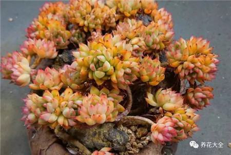 多肉白凤老桩图片