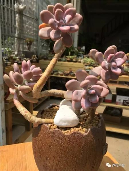 多肉白凤老桩图片