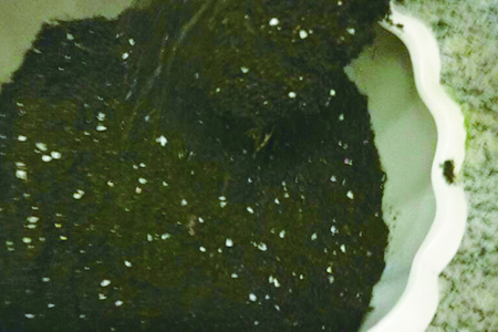 新手种多肉怎么样把多肉种活