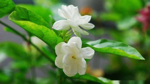 扦插茉莉多久生根(扦插的茉莉几年能开花)