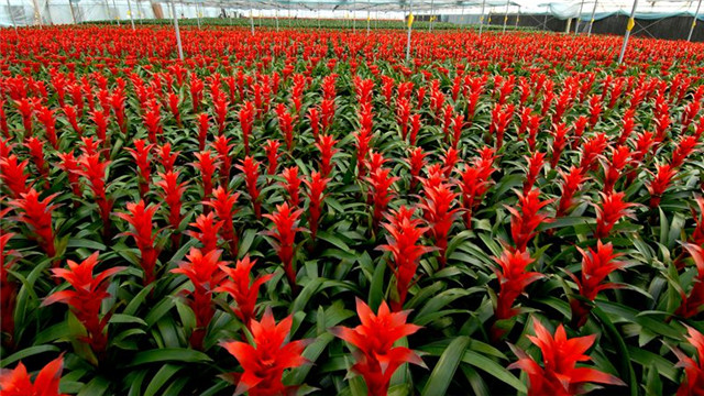 鸿运当头叶子有黄斑是怎么回事(鸿运当头叶子中间变黄了是怎么回事)