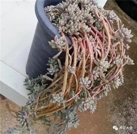 多肉白凤老桩图片