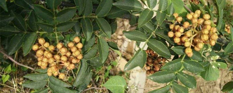 竹叶花椒的养殖方法(竹叶花椒树图片及名称)