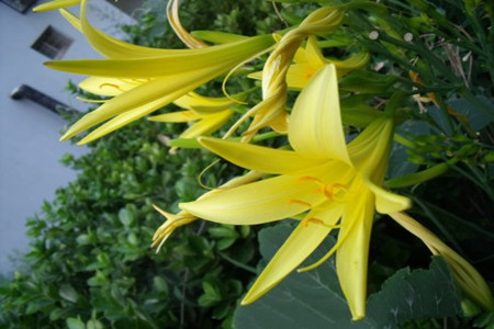 萱草的栽培技术