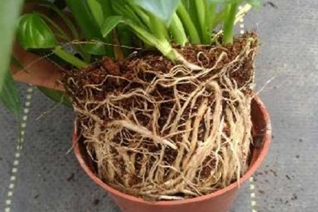 白鹤芋怎么繁殖的