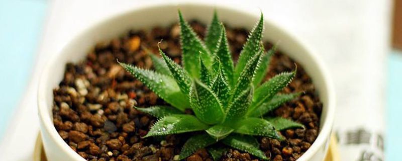 芦荟施肥可以用鸡蛋壳吗(芦荟可以用鸡蛋壳做肥料吗)