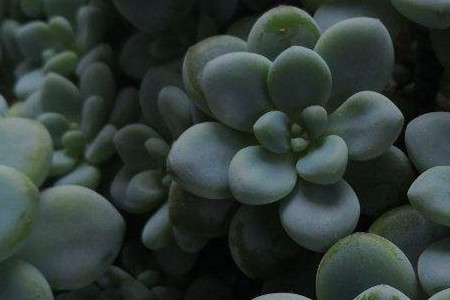 子持莲华徒长怎么办