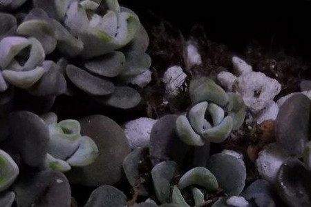 子持莲华徒长怎么办