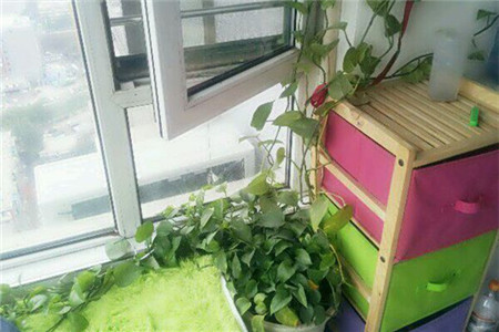 绿萝长高了应该掐头吗