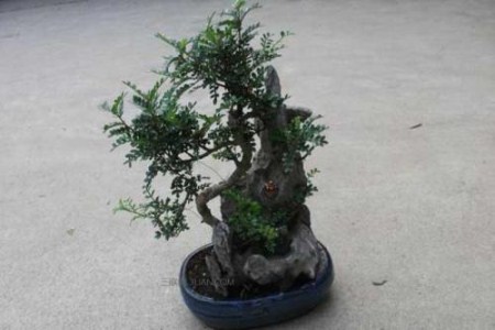 清香木怎么扦插多久发芽啊