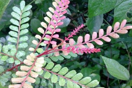 清香木怎么扦插多久发芽啊