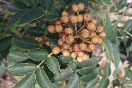 竹叶花椒树图片及名称