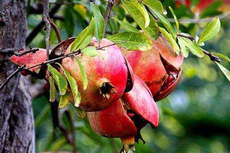 石榴寓意是什么?