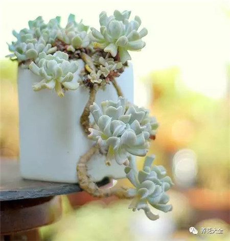 多肉白凤老桩图片