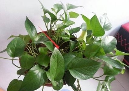 绿萝长高了应该掐头吗