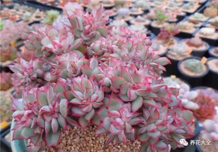 多肉白凤老桩图片