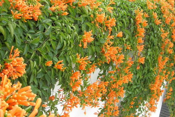 炮仗花有毒吗(炮仗花有没有毒)