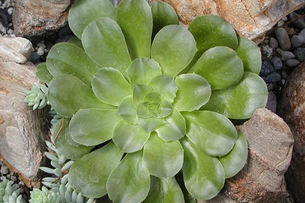 莲花掌的常见品种(莲花掌有毒吗?)