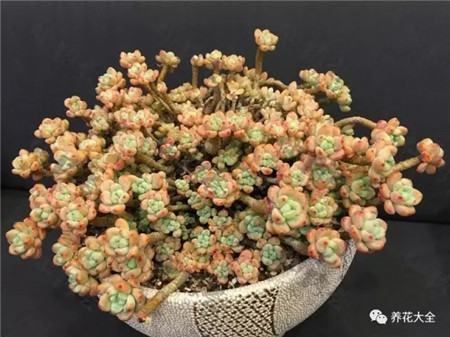 多肉白凤老桩图片