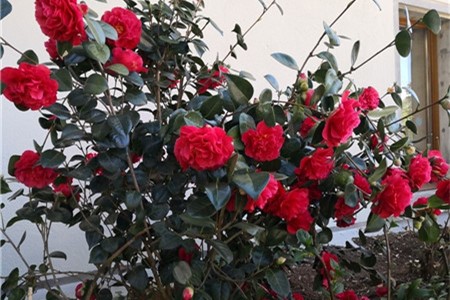 茶花播种的方法和时间