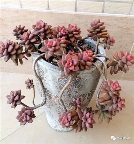 多肉白凤老桩图片