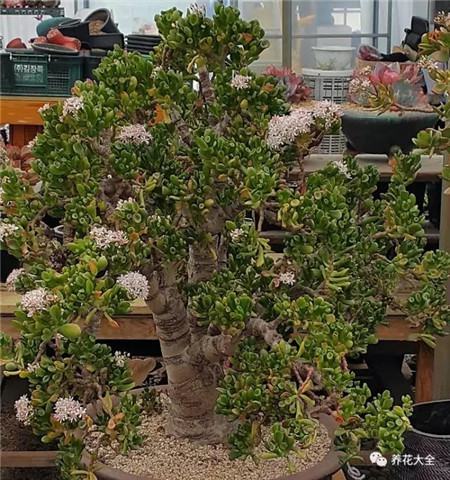 多肉白凤老桩图片