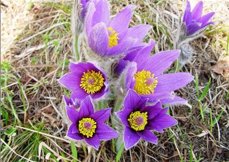 白头翁怎么饲养