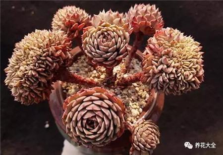 多肉白凤老桩图片