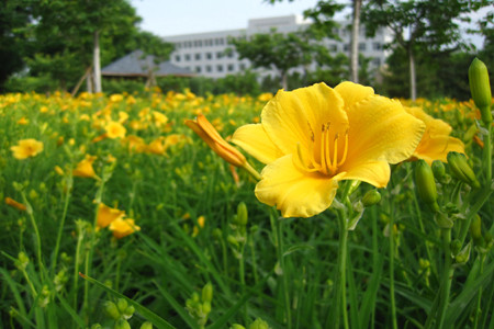 萱草的栽培技术