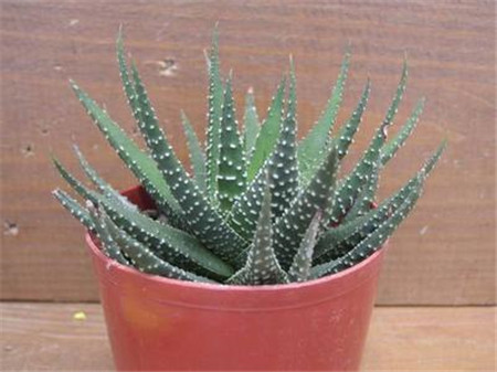 琉璃殿老桩图片