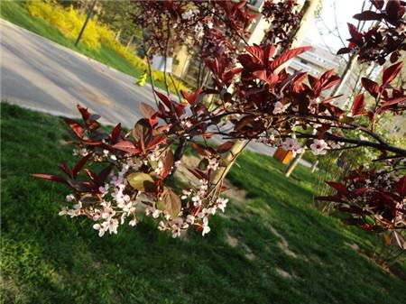 紫叶李盆栽注意事项