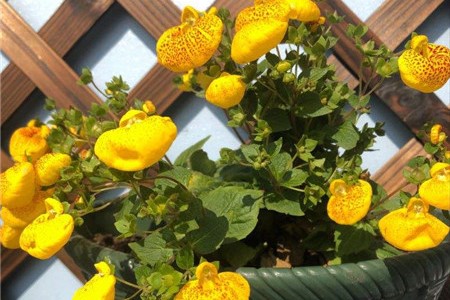 蒲包花是多年生吗