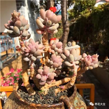 多肉白凤老桩图片