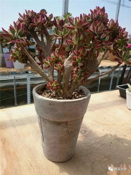 多肉白凤老桩图片