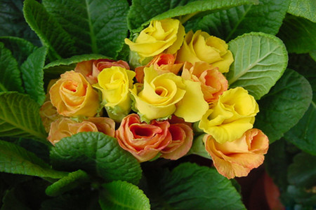 报春花常见的种类有哪些花