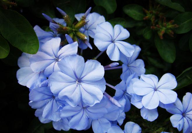 中国十大名花排名顺序