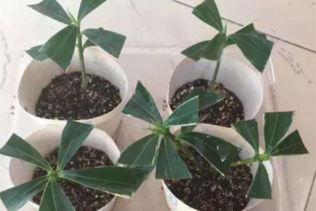 瑞香花怎么繁殖后代