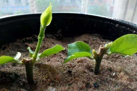 扦插的茉莉几年能开花