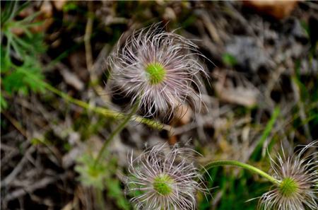 白头翁怎么饲养