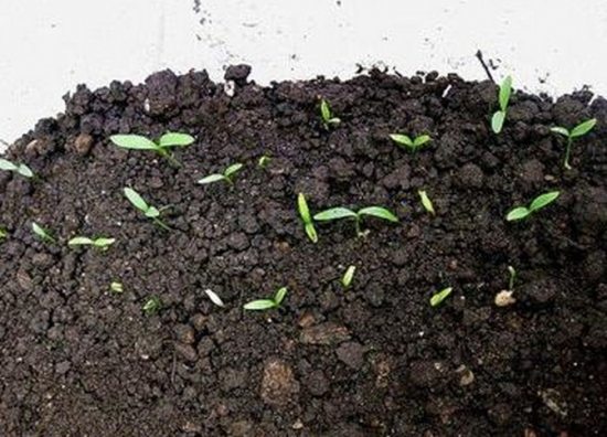 杜鹃花的繁殖方法?