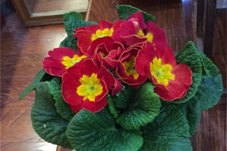 蒲包花是多年生吗