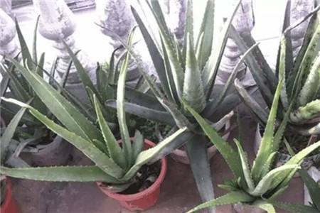 芦荟可以用鸡蛋壳做肥料吗