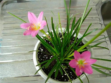 风雨兰怎么修剪才能开花