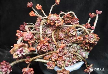 多肉白凤老桩图片