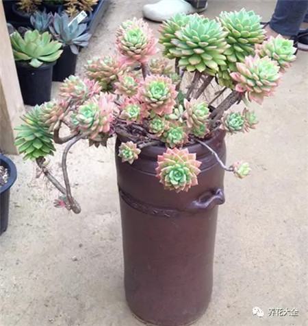 多肉白凤老桩图片