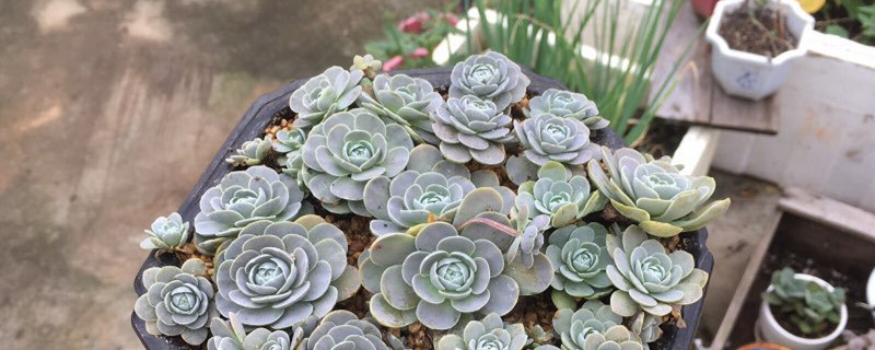 子持莲华叶子发黄怎么办补救处理方法黄叶枯萎的原因(子持莲华徒长怎么办)