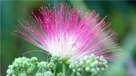 盐水浇花 多久会死