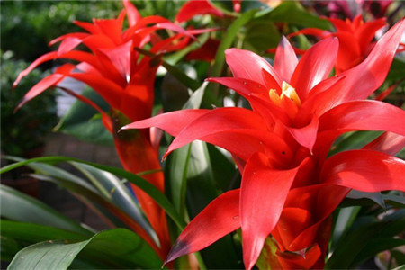 鸿运当头叶子中间变黄了是怎么回事